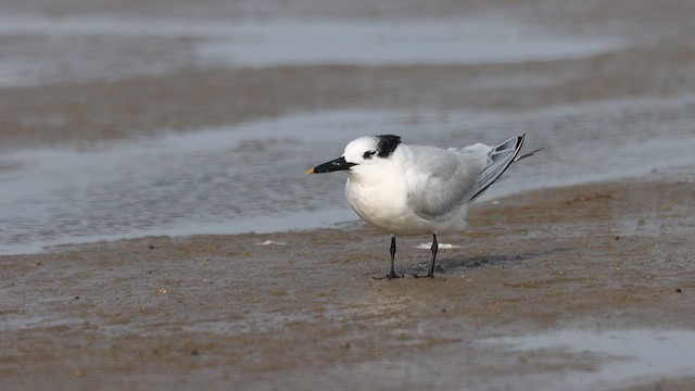 Sandwich Tern - ML630456373
