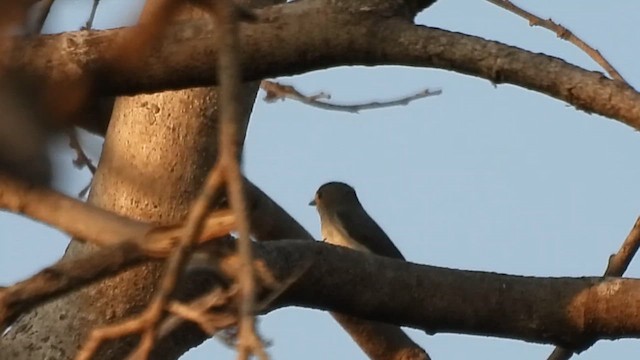 マユヒタキ - ML630456392