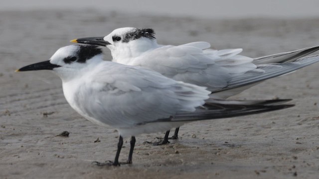 Sandwich Tern - ML630456393