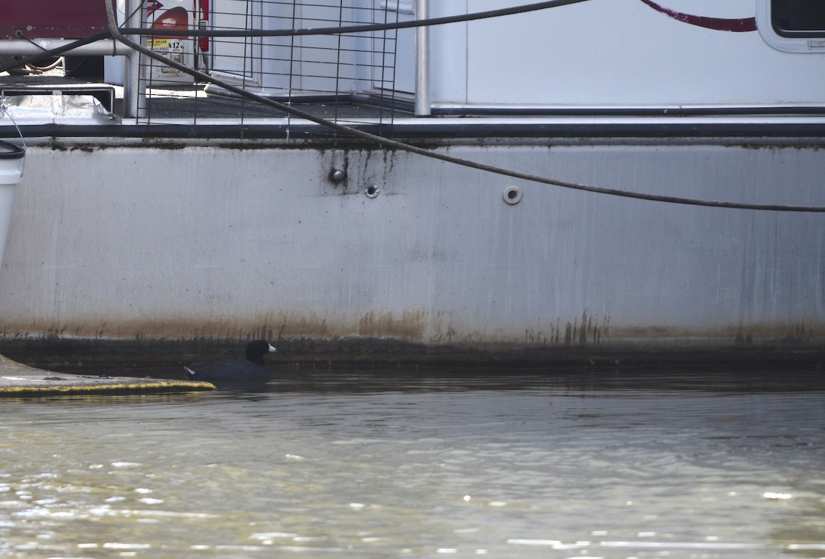 American Coot - ML630456659