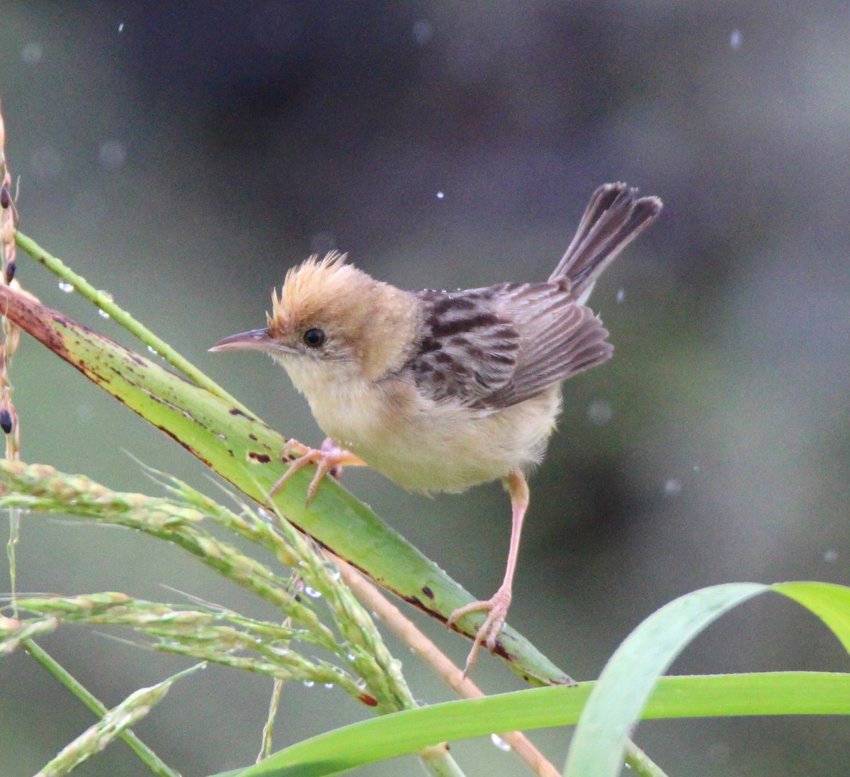 Golden-headed Cisticola - ML630456701