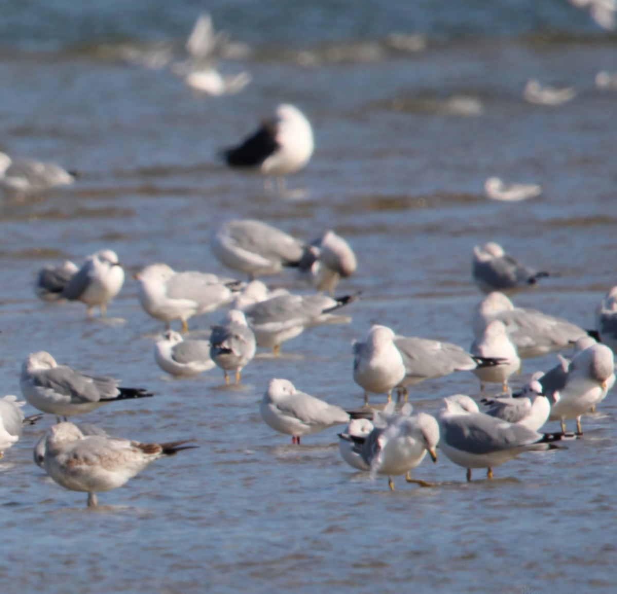 Mouette rieuse - ML630456713