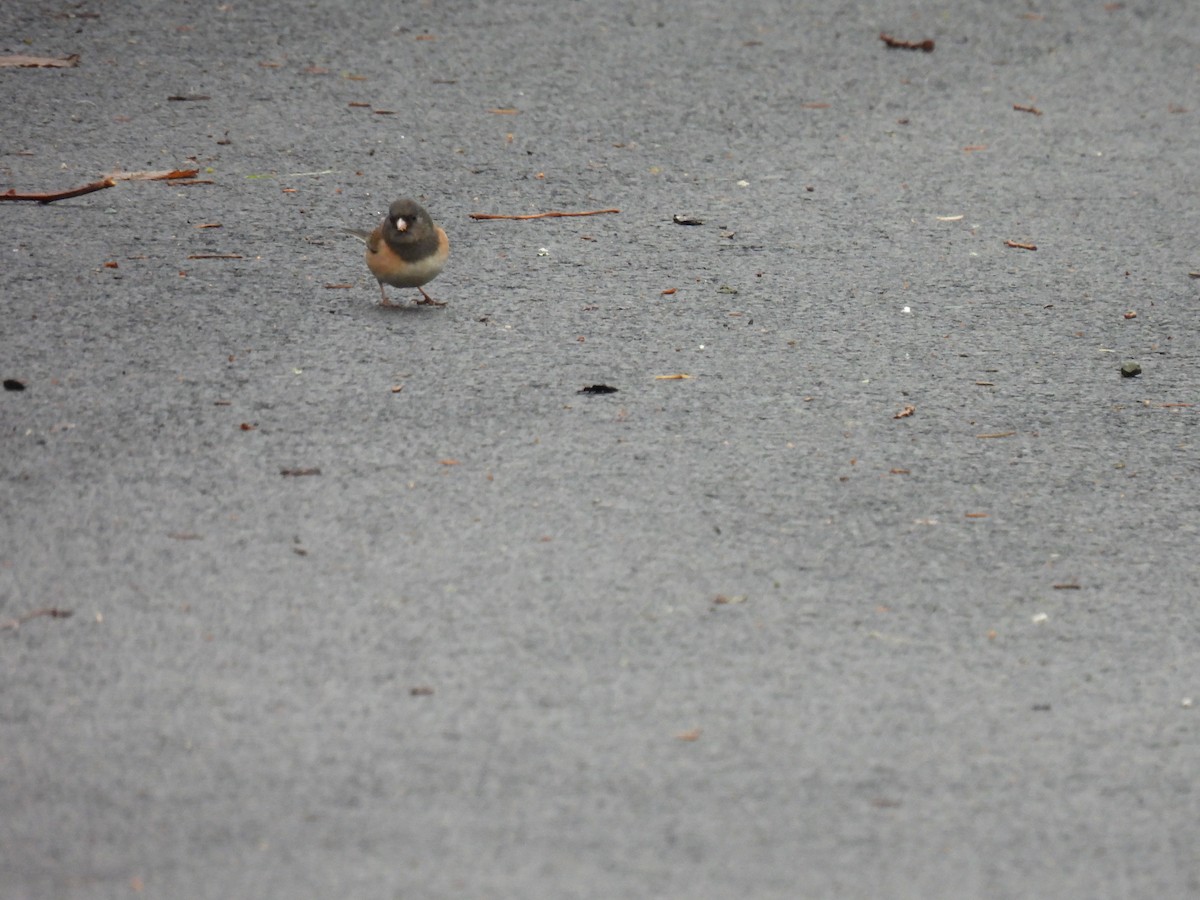 Dark-eyed Junco (Oregon) - ML630456815