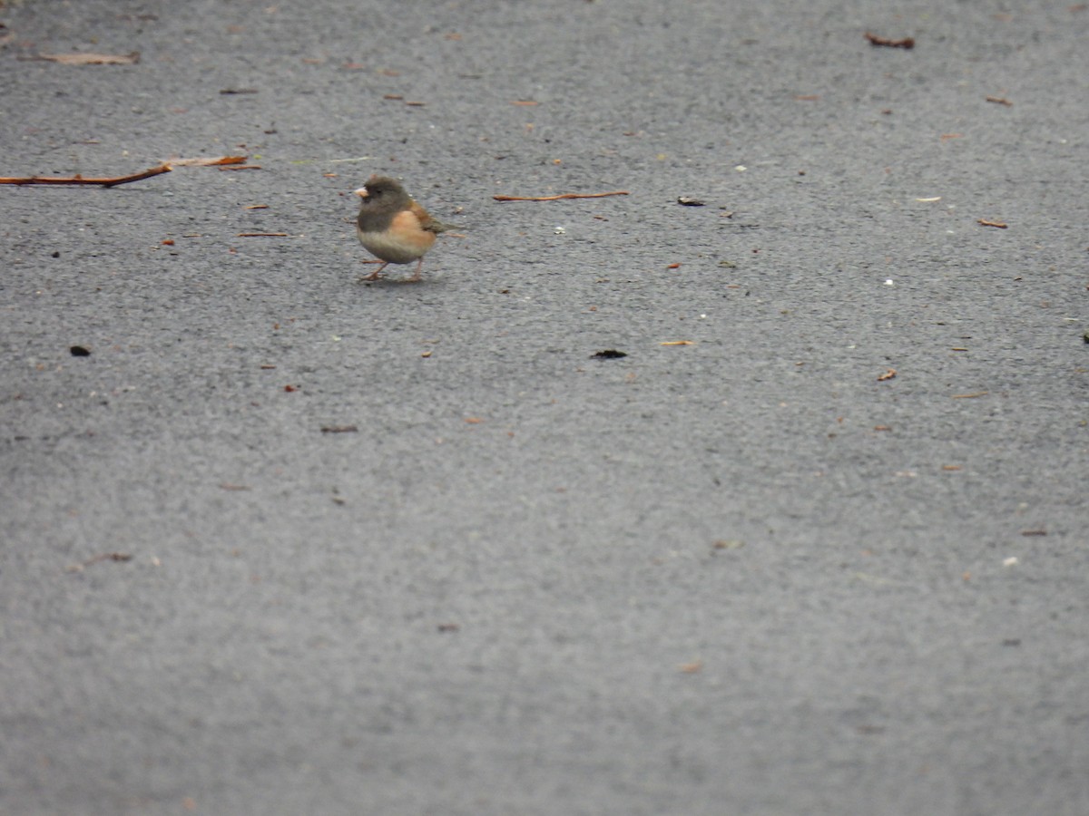 Dark-eyed Junco (Oregon) - ML630456818