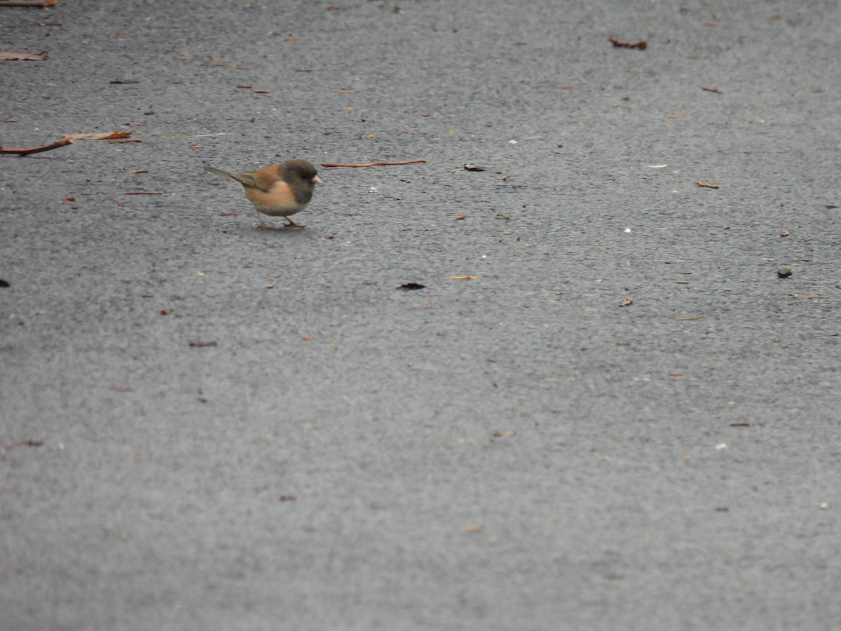 Dark-eyed Junco (Oregon) - ML630456819