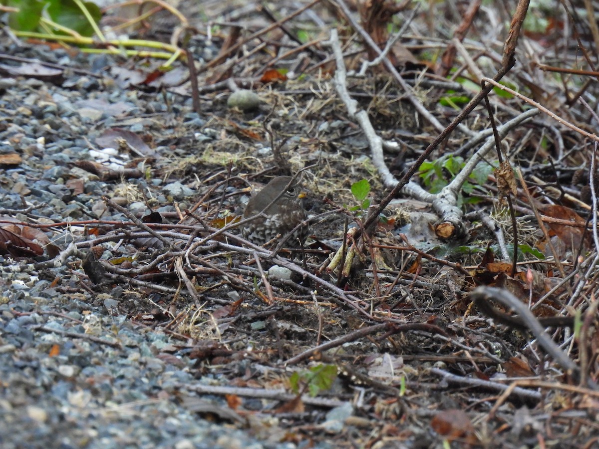Fox Sparrow (Sooty) - ML630456880