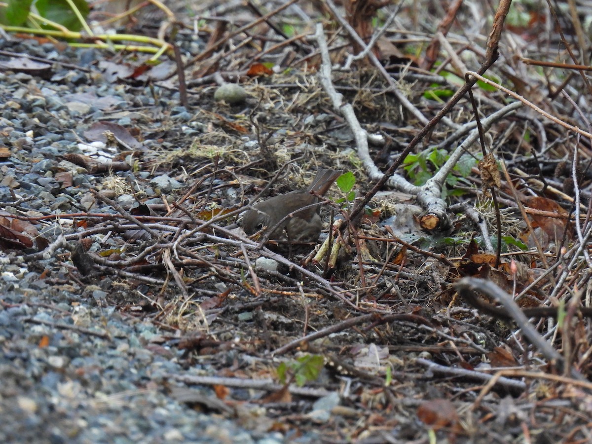 Fox Sparrow (Sooty) - ML630456882