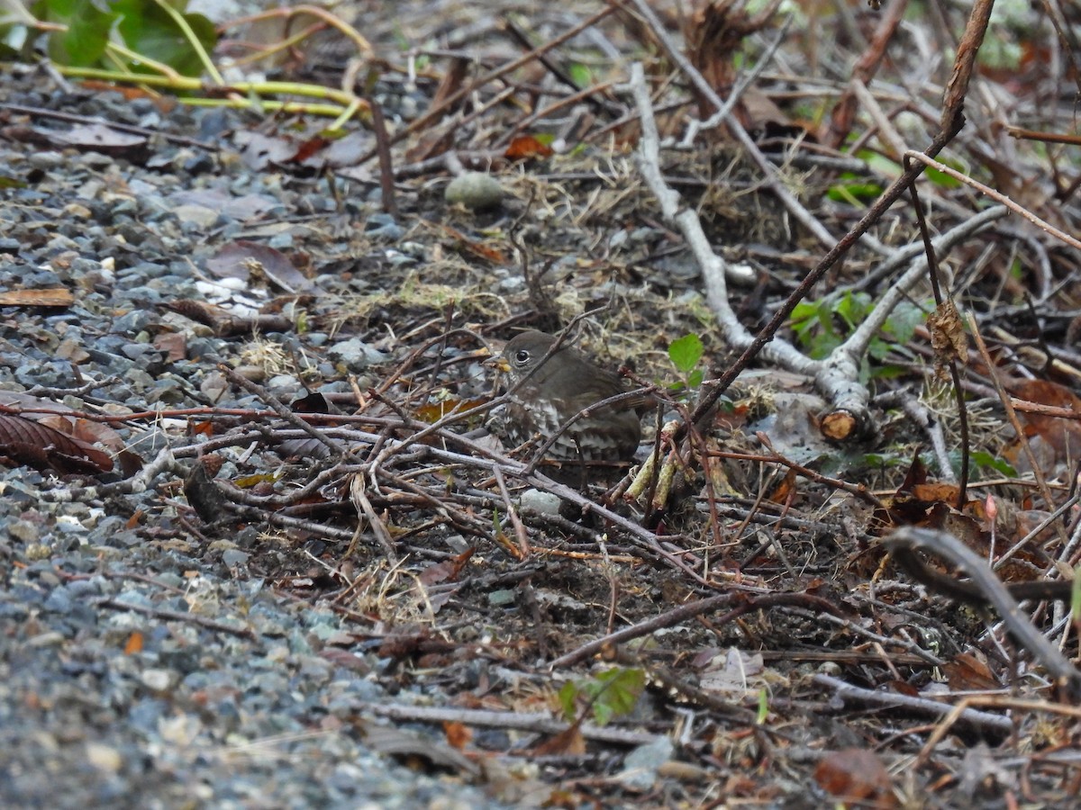 Fox Sparrow (Sooty) - ML630456883