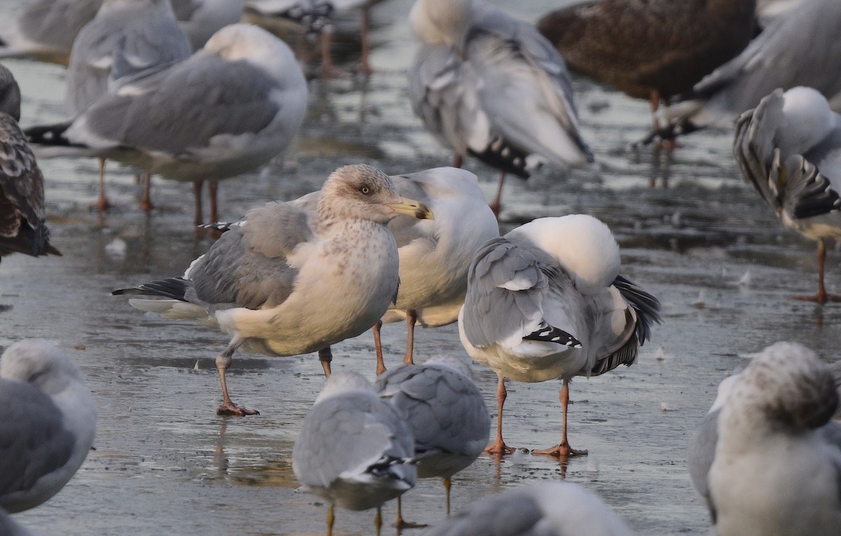 American Herring Gull - ML630456920