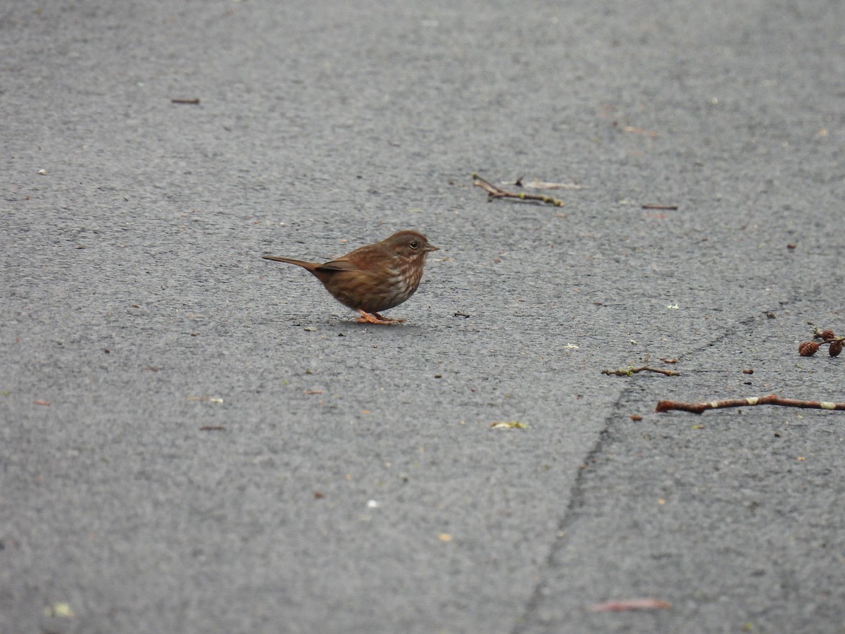 Song Sparrow - ML630456936