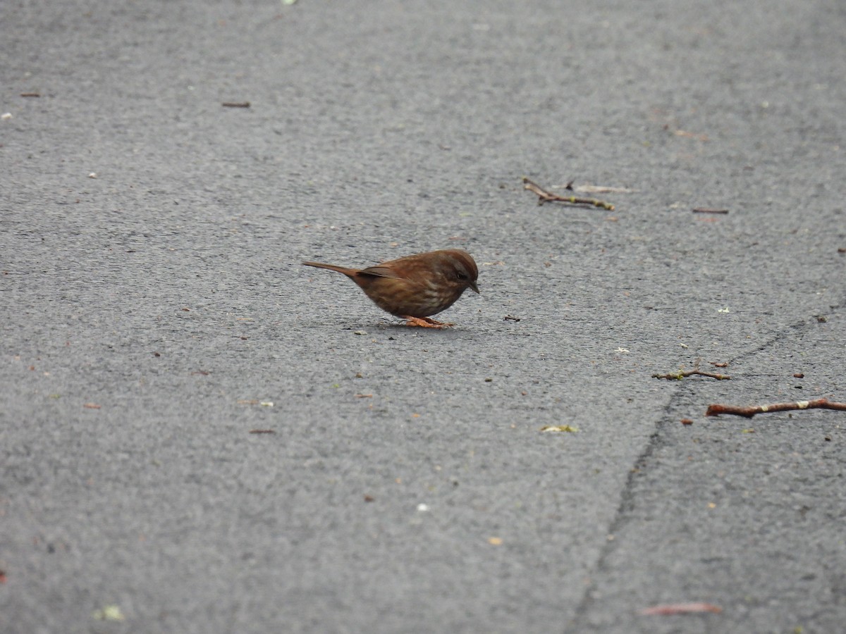 Song Sparrow - ML630456937