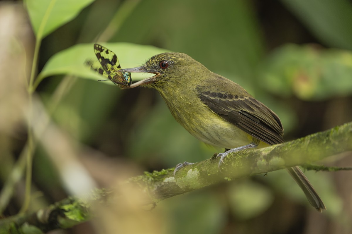 Bright-rumped Attila - ML630456958