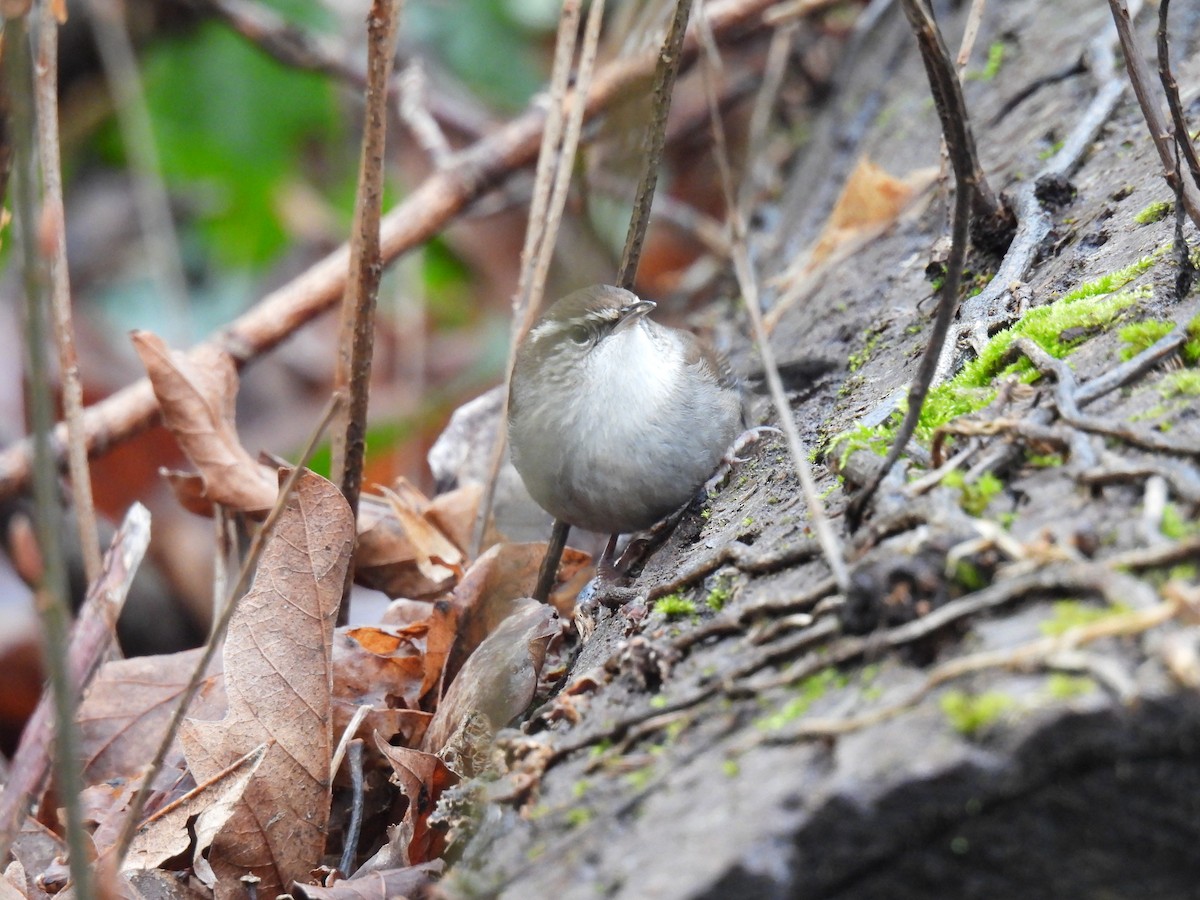 Bewick's Wren - ML630456971