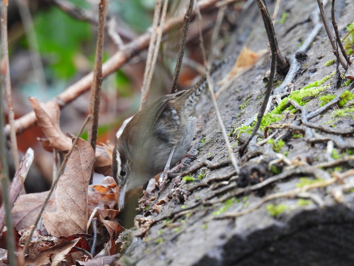Bewick's Wren - ML630456972