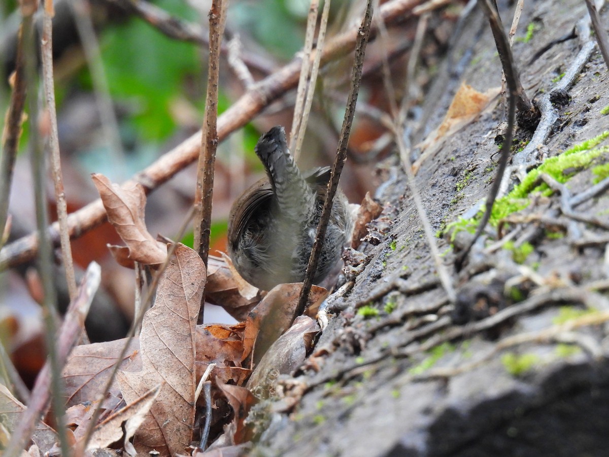 Bewick's Wren - ML630456973