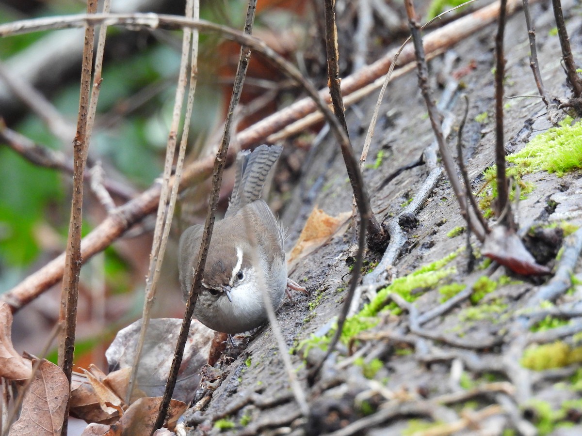 Bewick's Wren - ML630456974