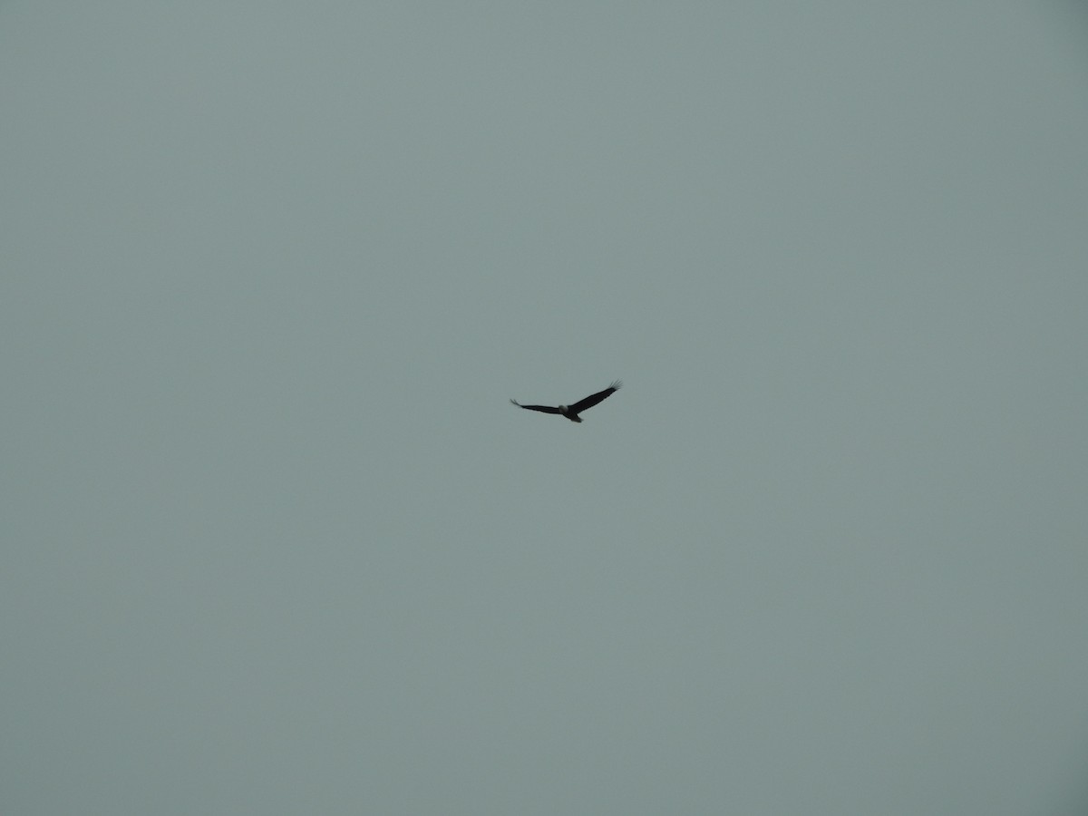 Bald Eagle - ML630457003