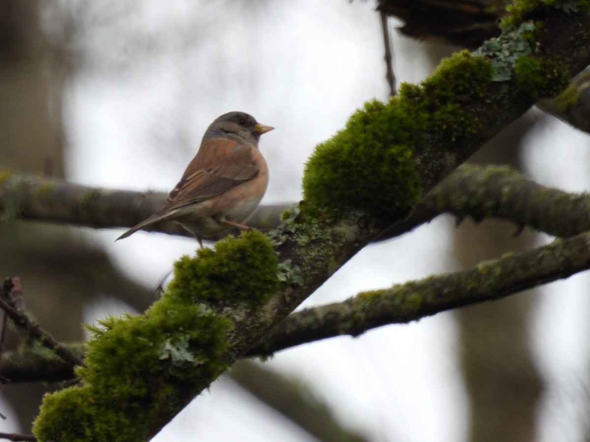 Dark-eyed Junco (Oregon) - ML630457056