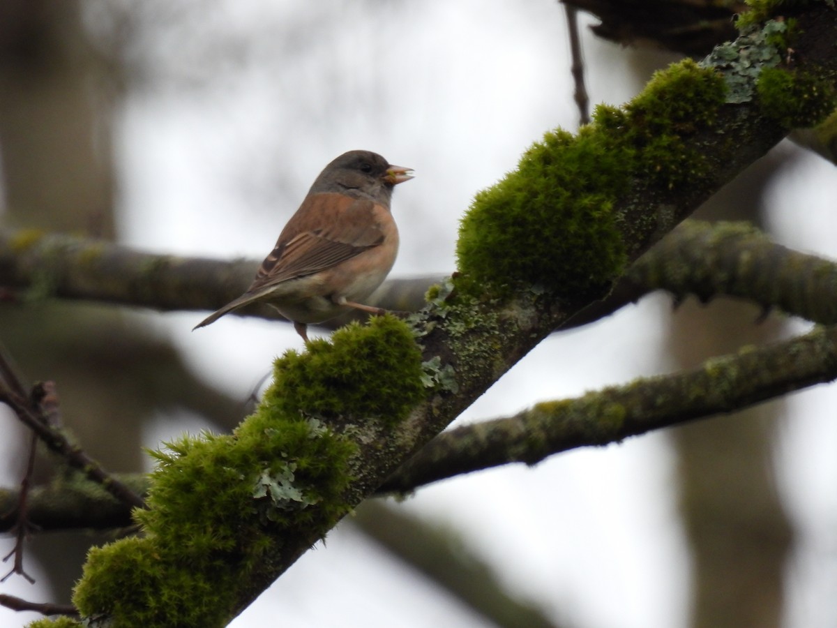 Dark-eyed Junco (Oregon) - ML630457057