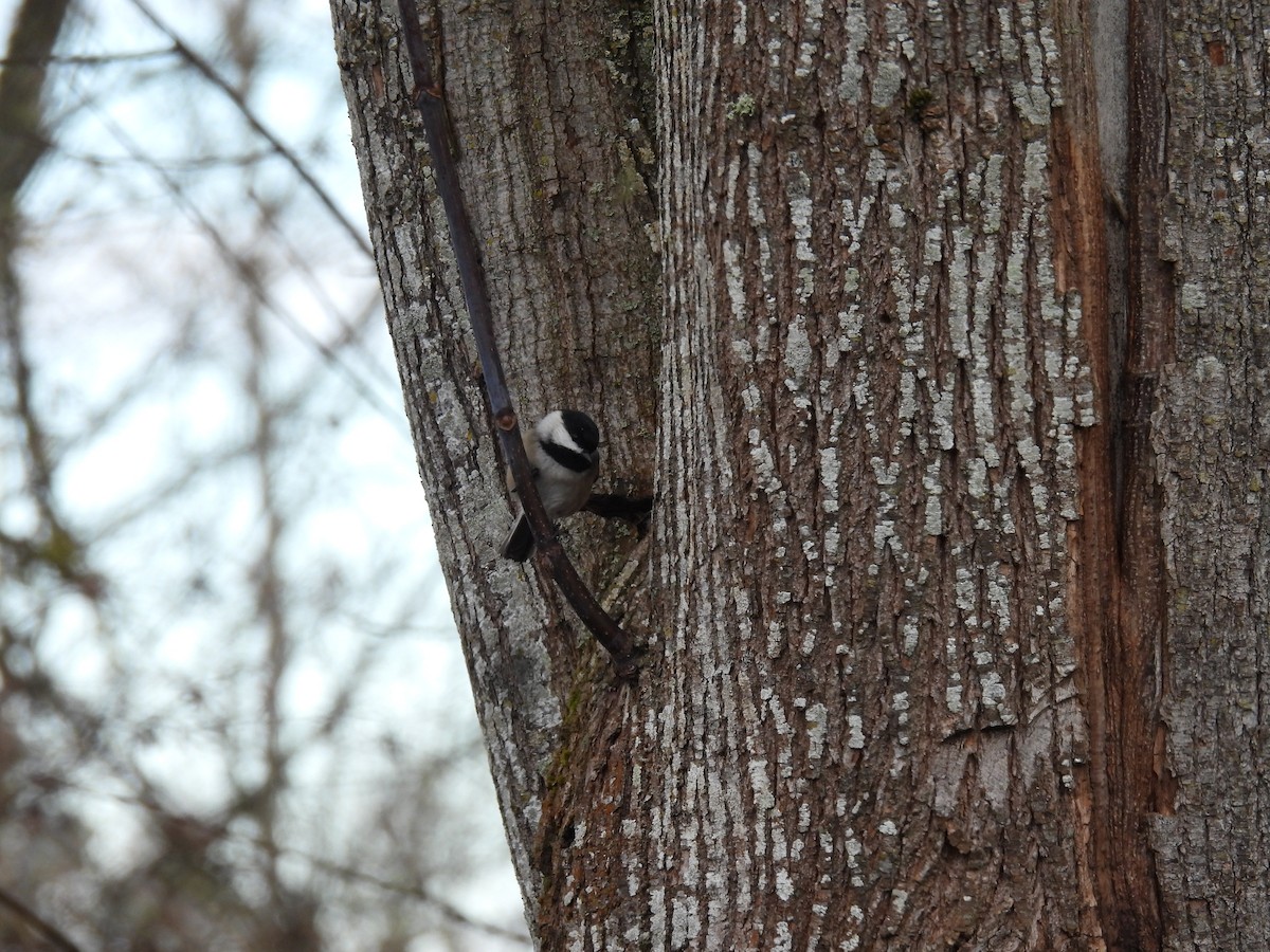 Black-capped Chickadee - ML630457077
