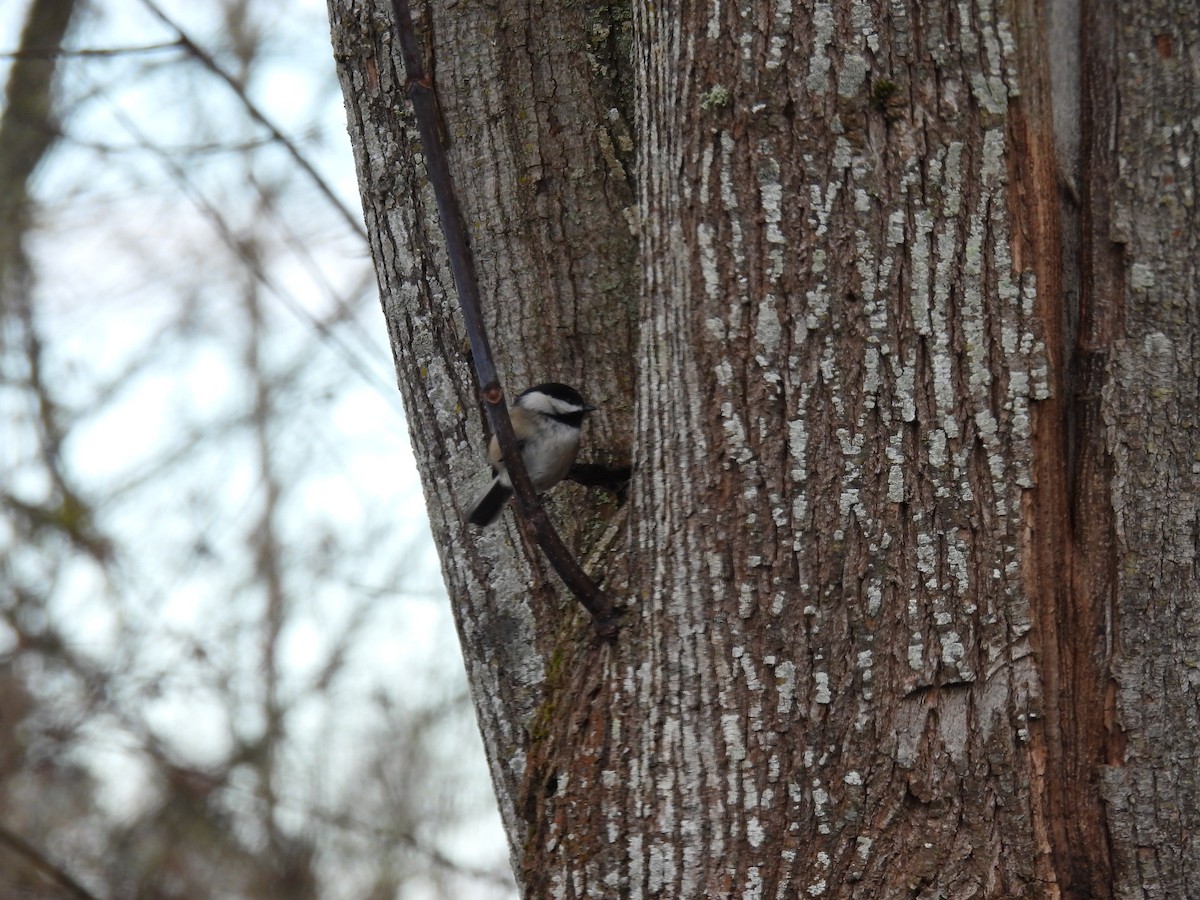Black-capped Chickadee - ML630457079