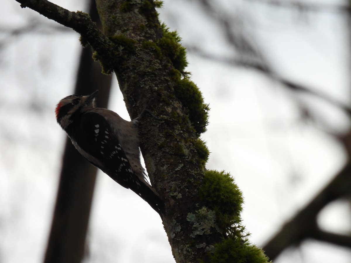 Downy Woodpecker - ML630457131