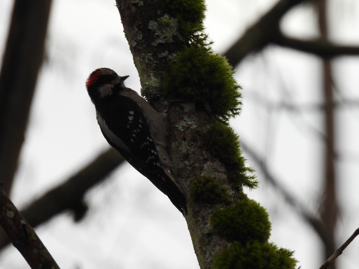 Downy Woodpecker - ML630457132