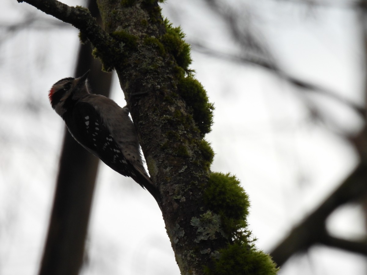 Downy Woodpecker - ML630457133