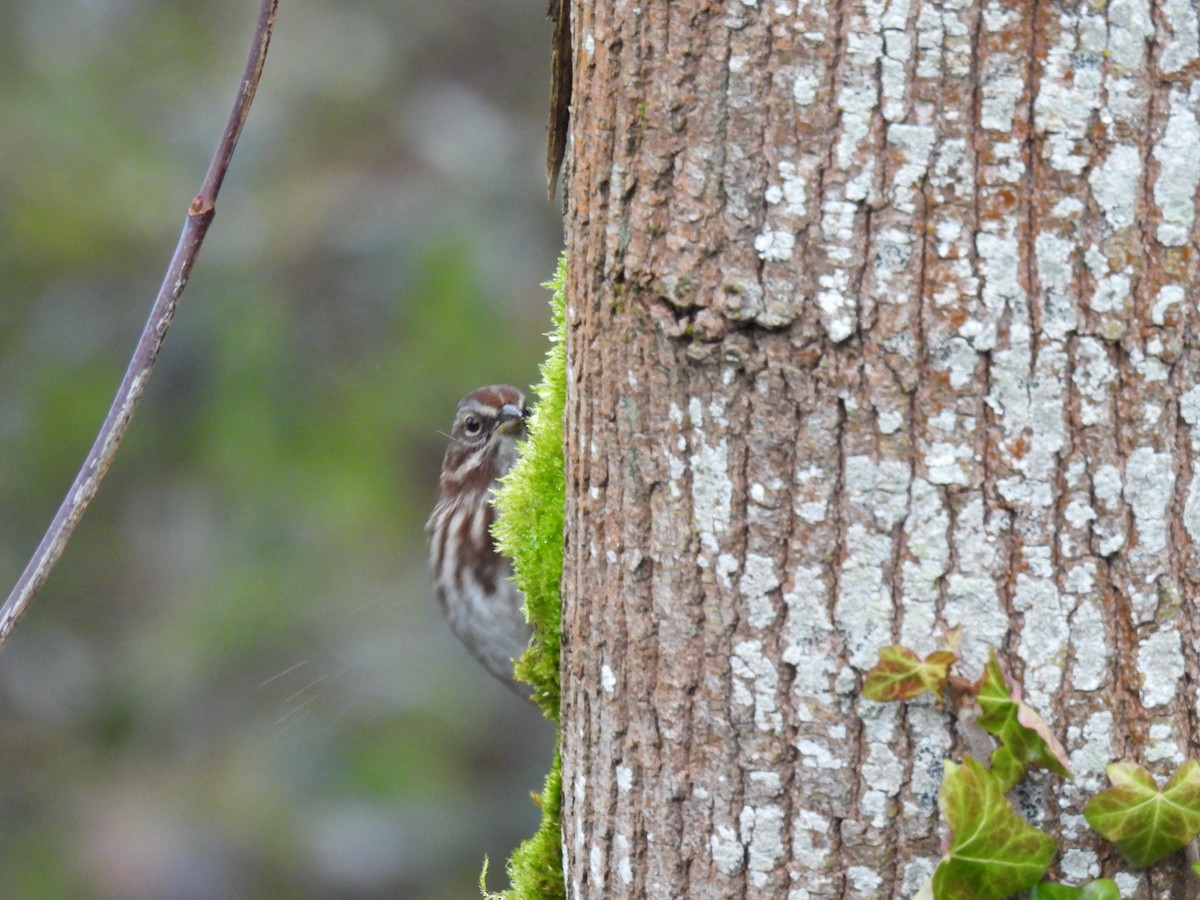 Song Sparrow - ML630457166