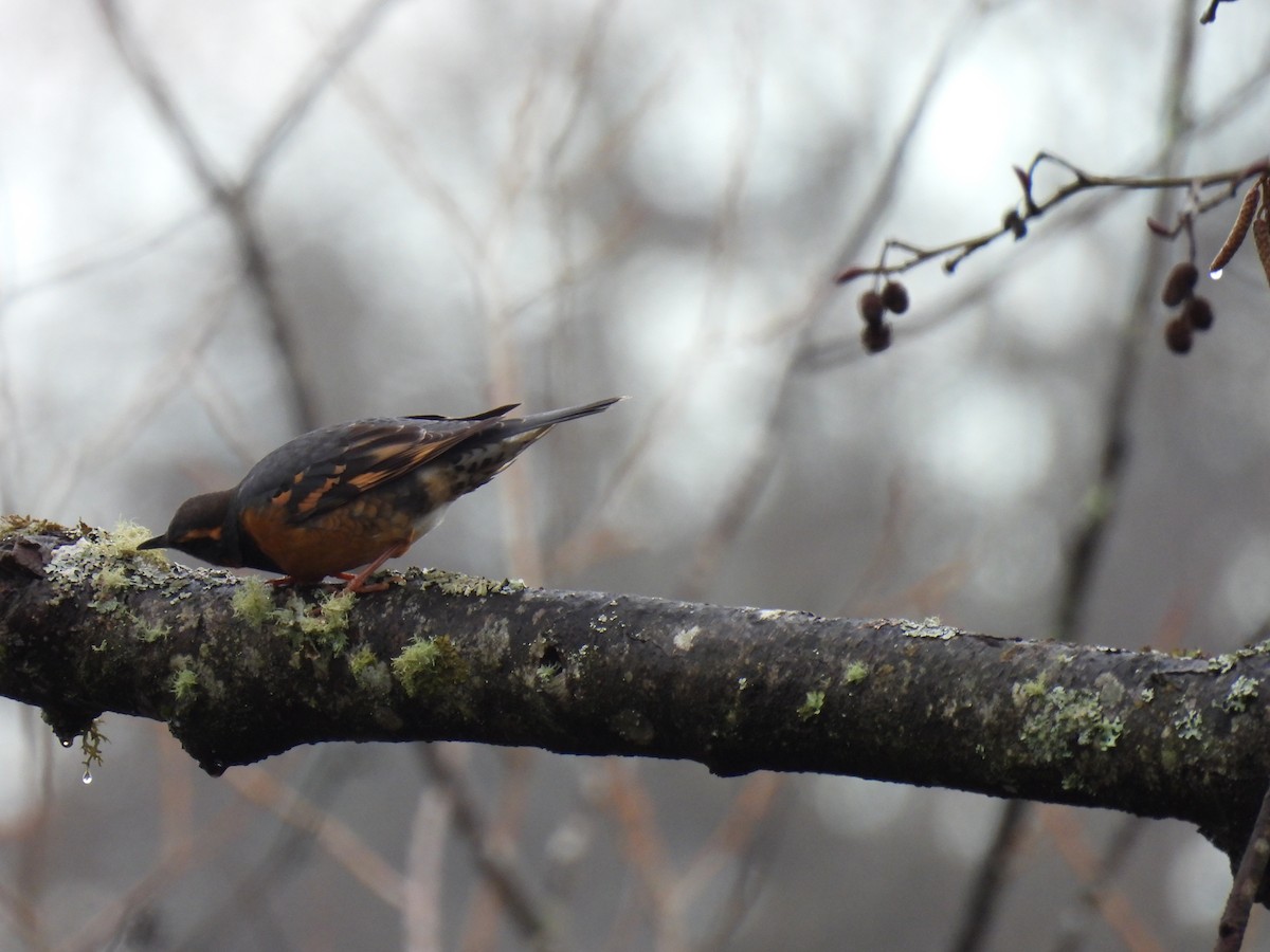 Varied Thrush - ML630457221