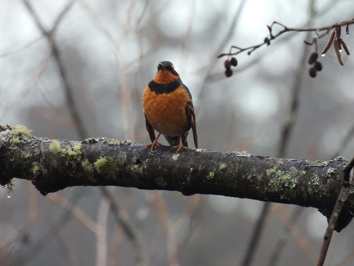 Varied Thrush - ML630457222
