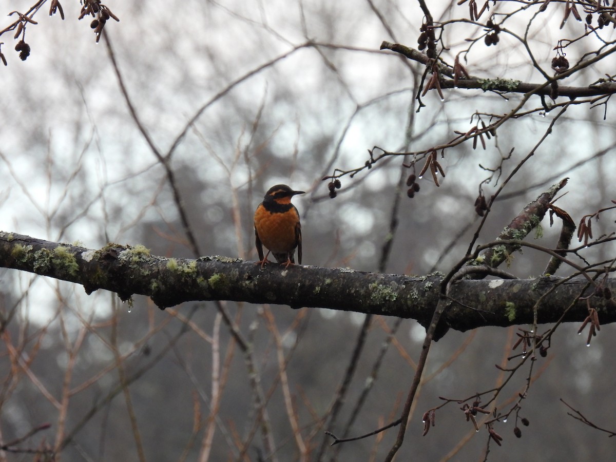 Varied Thrush - ML630457223