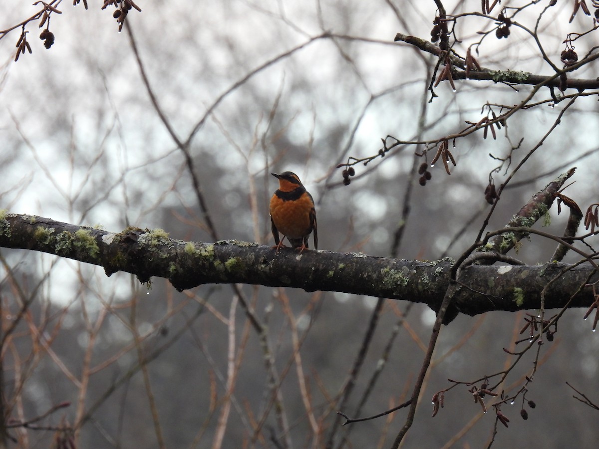 Varied Thrush - ML630457224