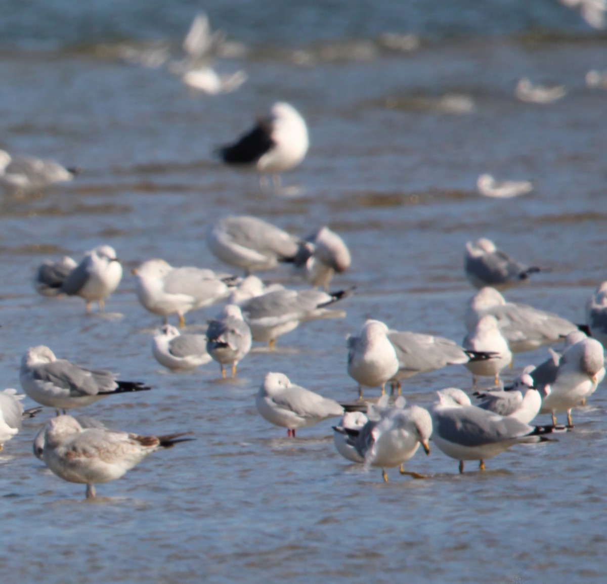 Mouette rieuse - ML630457288