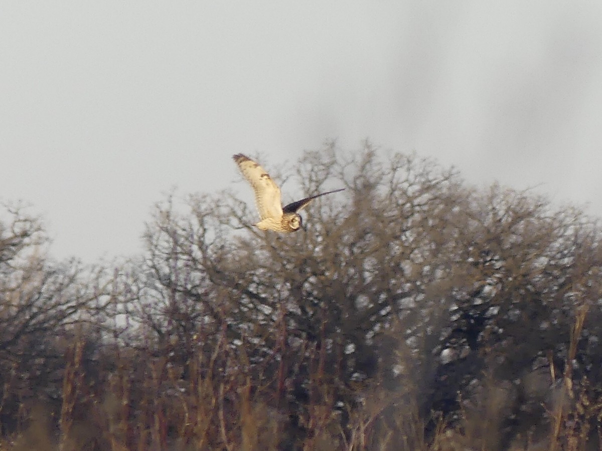 eBird Checklist - 9 Feb 2025 - Rollins Savanna Forest Preserve--South ...