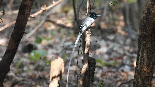 カワリサンコウチョウ - ML630457378