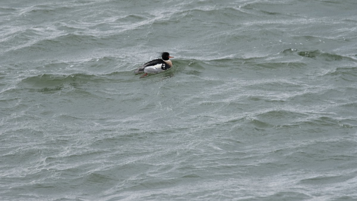 Red-breasted Merganser - ML630457416
