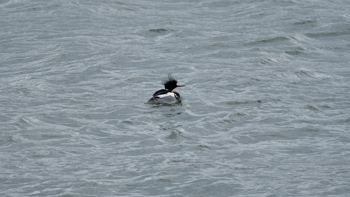 Red-breasted Merganser - ML630457417