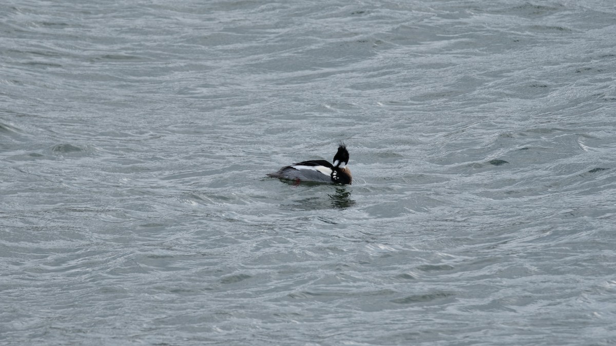 Red-breasted Merganser - ML630457418