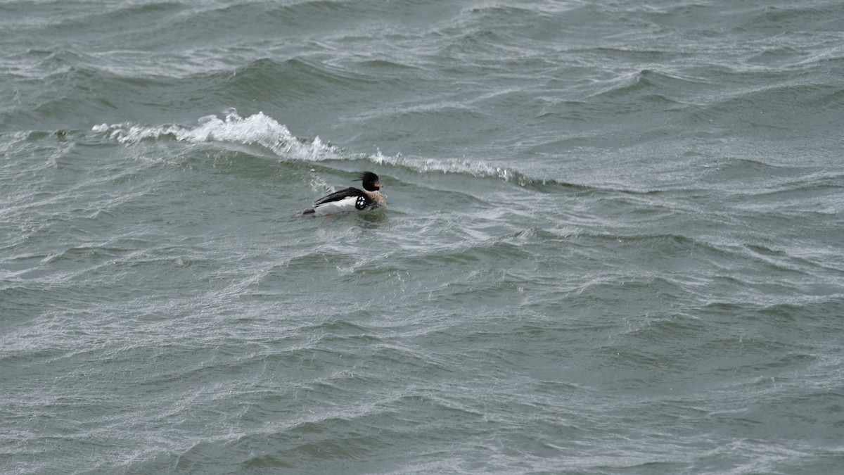 Red-breasted Merganser - ML630457419