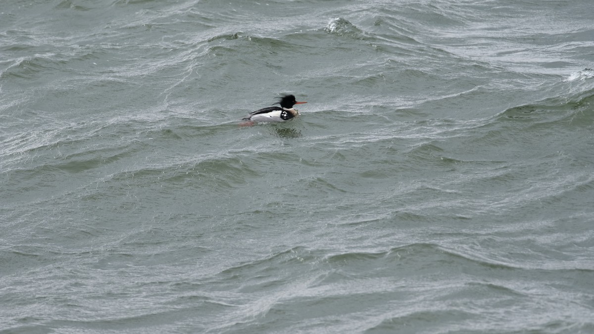 Red-breasted Merganser - ML630457420