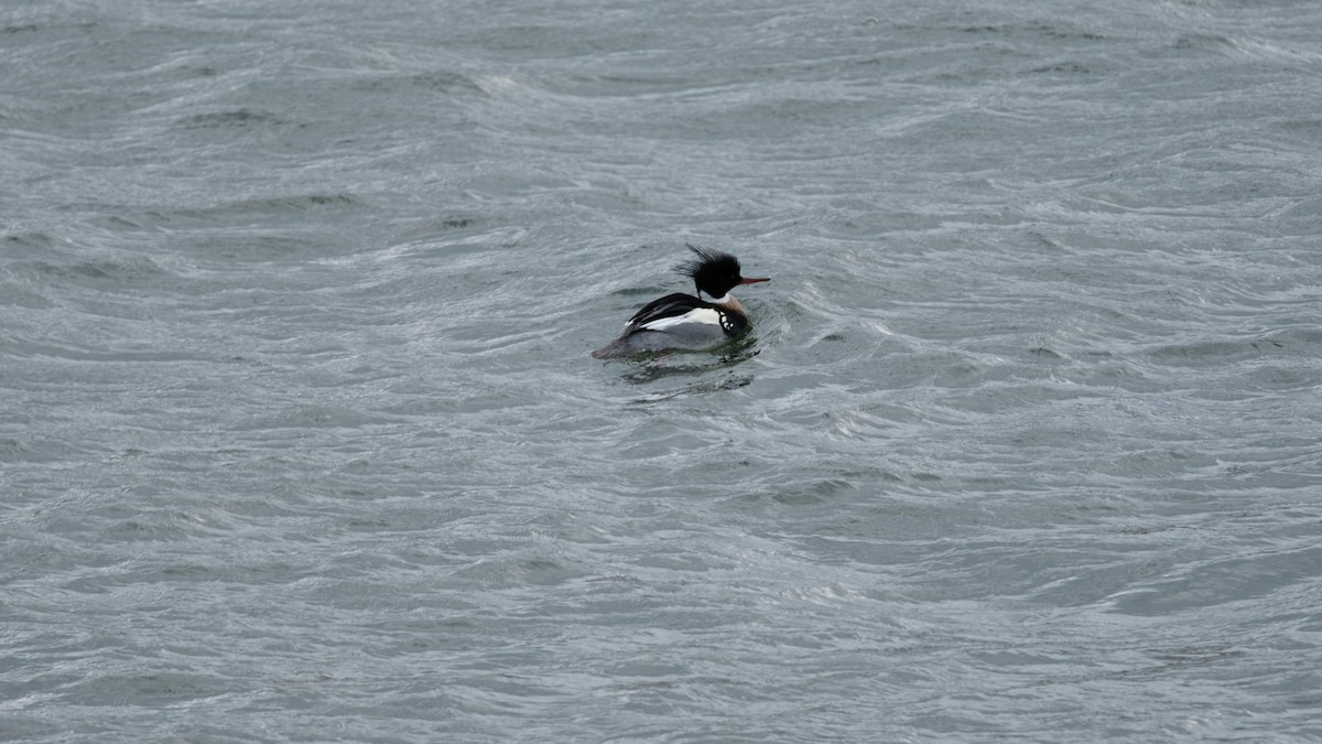 Red-breasted Merganser - ML630457421