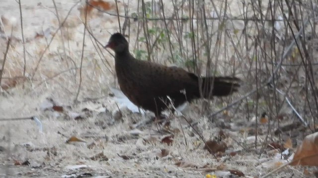 kur rezavý - ML630457455