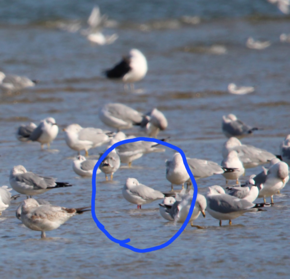 Mouette rieuse - ML630457464