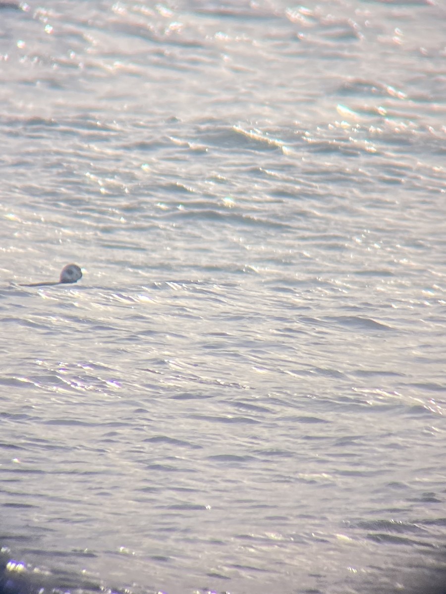 Moretta codona - ML630457519