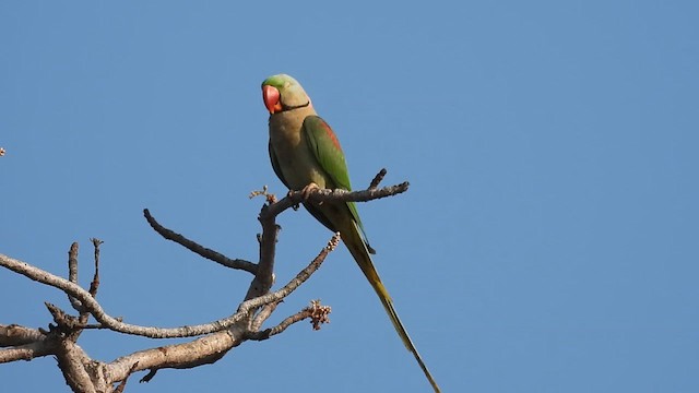 Alexandrine Parakeet - ML630457567