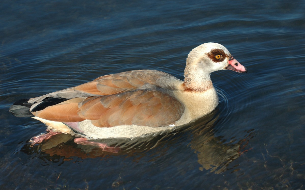 Egyptian Goose - ML630457587