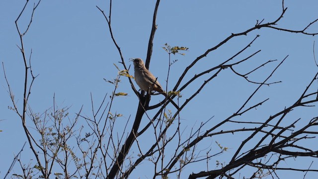 LeConte's Thrasher (LeConte's) - ML630457640