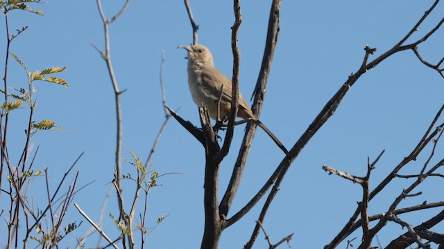 LeConte's Thrasher (LeConte's) - ML630457645