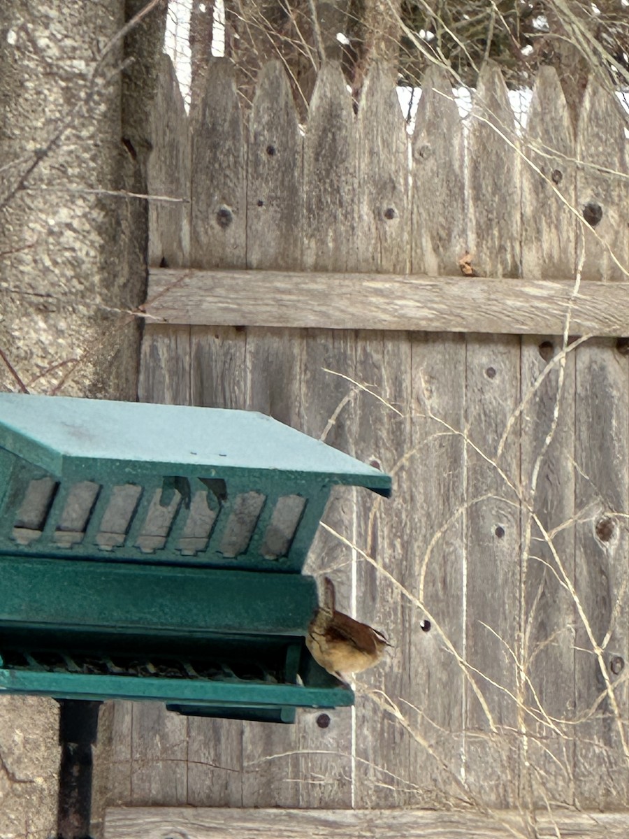 Carolina Wren - ML630457701